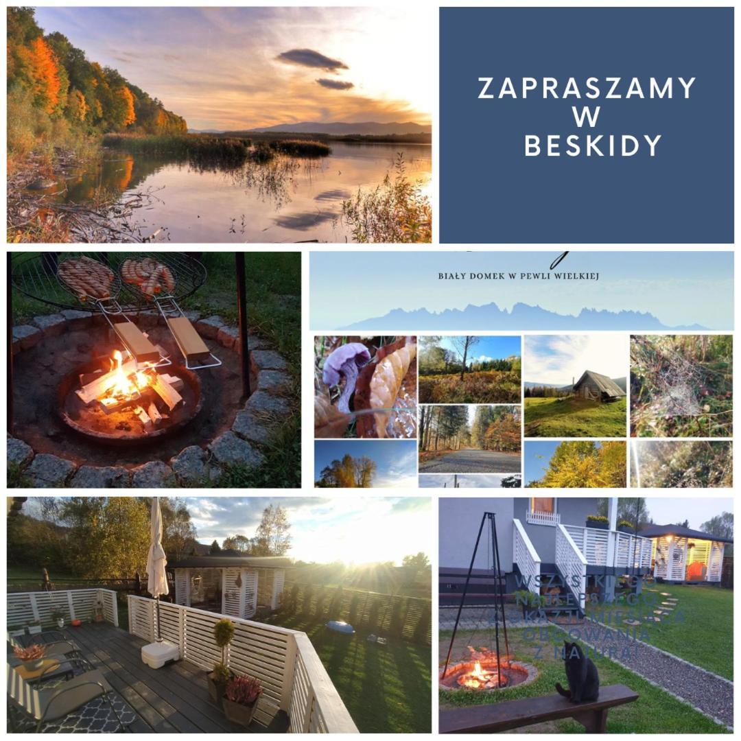 Biały Koło żywca